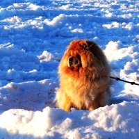 В такой шубке Чау-чау хорошо сидеть.. :: Aida10 