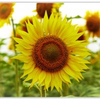 Немного солнца! :: Вячеслав Алтай