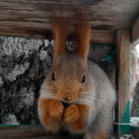 Однажды в Сибири . Белка . :: Мила Бовкун