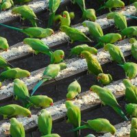 Ой, Вань, смотри-ка, попугайчики... :: Валерий Кокорев