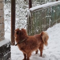 Вот и у нас снег... :: Наталья 