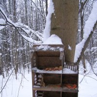 Кормушка - многоэтажка :: Анна Воробьева