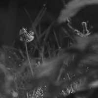 *** :: Сергей Сергеев