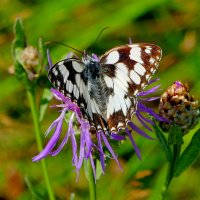 опять про бабочек...304 :: Александр Прокудин