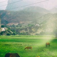 Лошадки :: Татьяна Маркова