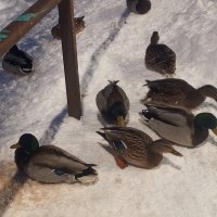 Утки :: Сапсан 