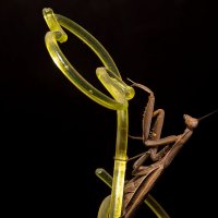 из жизни насекомых .богомол :: Aleksandr 