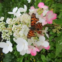 Бабочка на гортензии :: Наталья ***