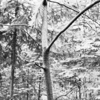 Фотография :: Денис Безногов