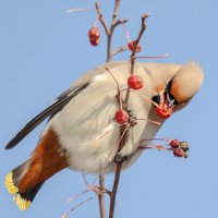 Свиристель :: Виктор Иванович Чернюк Свиристель :: Виктор Иванович Чернюк