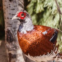 Фазан :: SanSan 