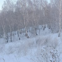 В январе,в январе все деревья в серебре :: Владимир Кириченко В январе,в январе все деревья в серебре :: Владимир Кириченко