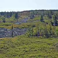 Редколесье. :: ВикТор Быстров