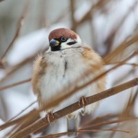 Да не толстый я, а замёрз и нахохлился. :: Татьяна Бравая