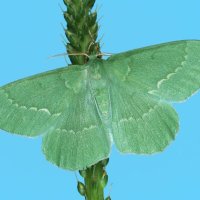 Большая зелёная пяденица :: Станислав С.