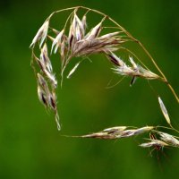 Найдите паучка. :: nadyasilyuk Вознюк