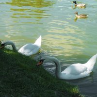 Проголодались :: Валентин Семчишин