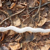 ........ :: Елена Шаламова