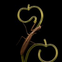 грация .богомол :: Aleksandr 