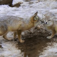 Мадам, я Вас ЛюблЮ, Фу не моЛу :: Владимир Максимов