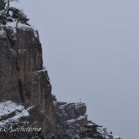 Природа Крыма :: Amazing Cosmea