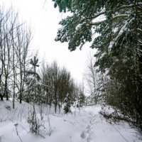 По следам :: sorovey Sol