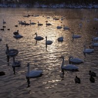 Лебеди зимне-закатные :: Наталия Григорьева