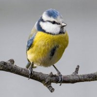 Лазоревка (лат. Cyanistes caeruleus) :: Денис Ветренко