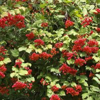 Калина :: Freddy 97 Калина :: Freddy 97