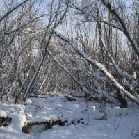 Через дебри к дому :: Anna Ivanova