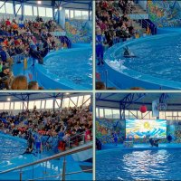 Адлер. Сочи Парк... шоу дельфинов и морских львов :: Нина Бутко