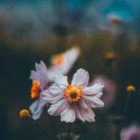 Анемоны :: Игорь Шевченко