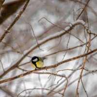 На природе :: Sergei Vikulov