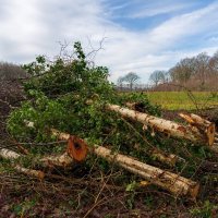 Прополка... :: Николай Гирш Прополка... :: Николай Гирш