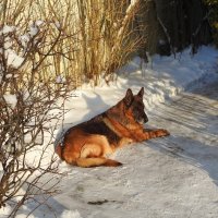 в саду зимой :: ИННА ПОРОХОВА