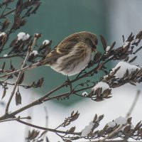 Чечетка :: Сергей Ц