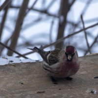 Чечетка :: Сергей Ц Чечетка :: Сергей Ц