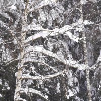 После снегопада :: Татьяна Тюменка