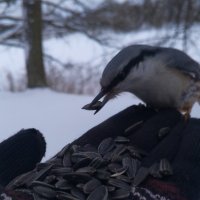 Поползень :: Сапсан 