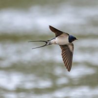 Косатка в полете :: Владимир Лазарев