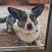 Чак на даче :: Ольга Довженко