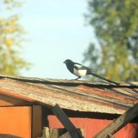 Сорока :: Сергей Кочнев