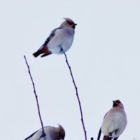 Свиристели :: Любовь Сахарова