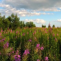 Цветут луга, поля, долины. Уютно летом и тепло. :: nadyasilyuk Вознюк Цветут луга, поля, долины. Уютно летом и тепло. :: nadyasilyuk Вознюк