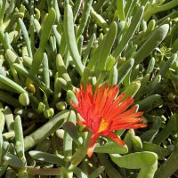 Малефора африканский суккулент только начала цвести, а вообще густо цветёт красными цветами :: Александр Деревяшкин