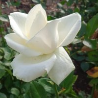 аромат лета :: Елена Шаламова