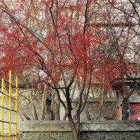 урожай :: Елена Шаламова