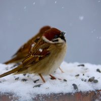 Воробушек... :: Александр Посошенко