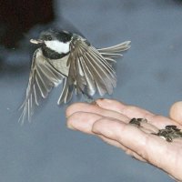 И поела, и с собой прихватила! :: Галина Нестратова