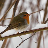 Зарянка :: Лина 